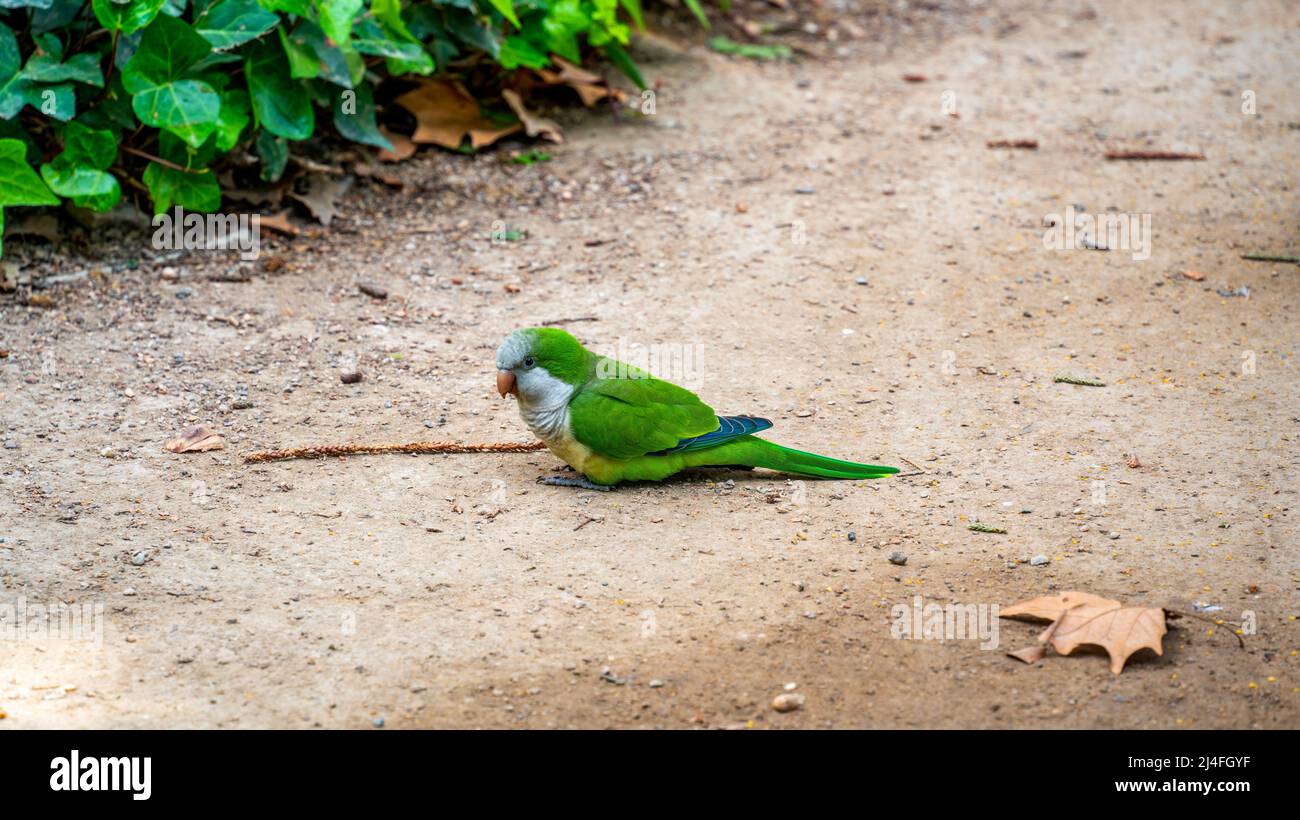 Gros plan d'un perroquet vert dans le parc Banque D'Images