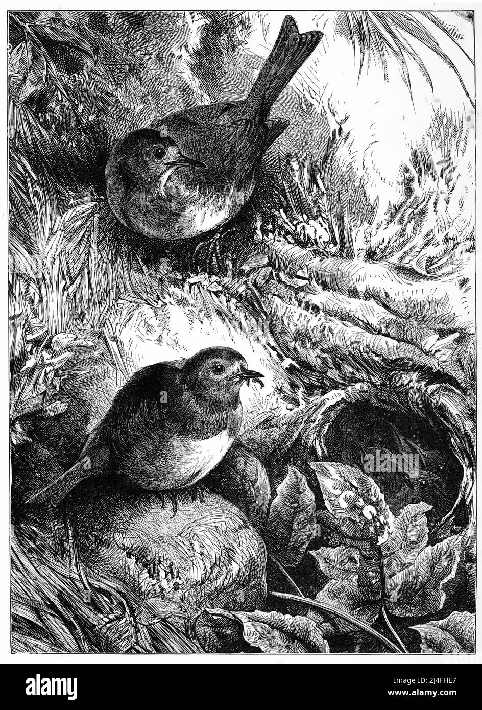 Gravure d'oiseaux sur un nid dans les bois Banque D'Images