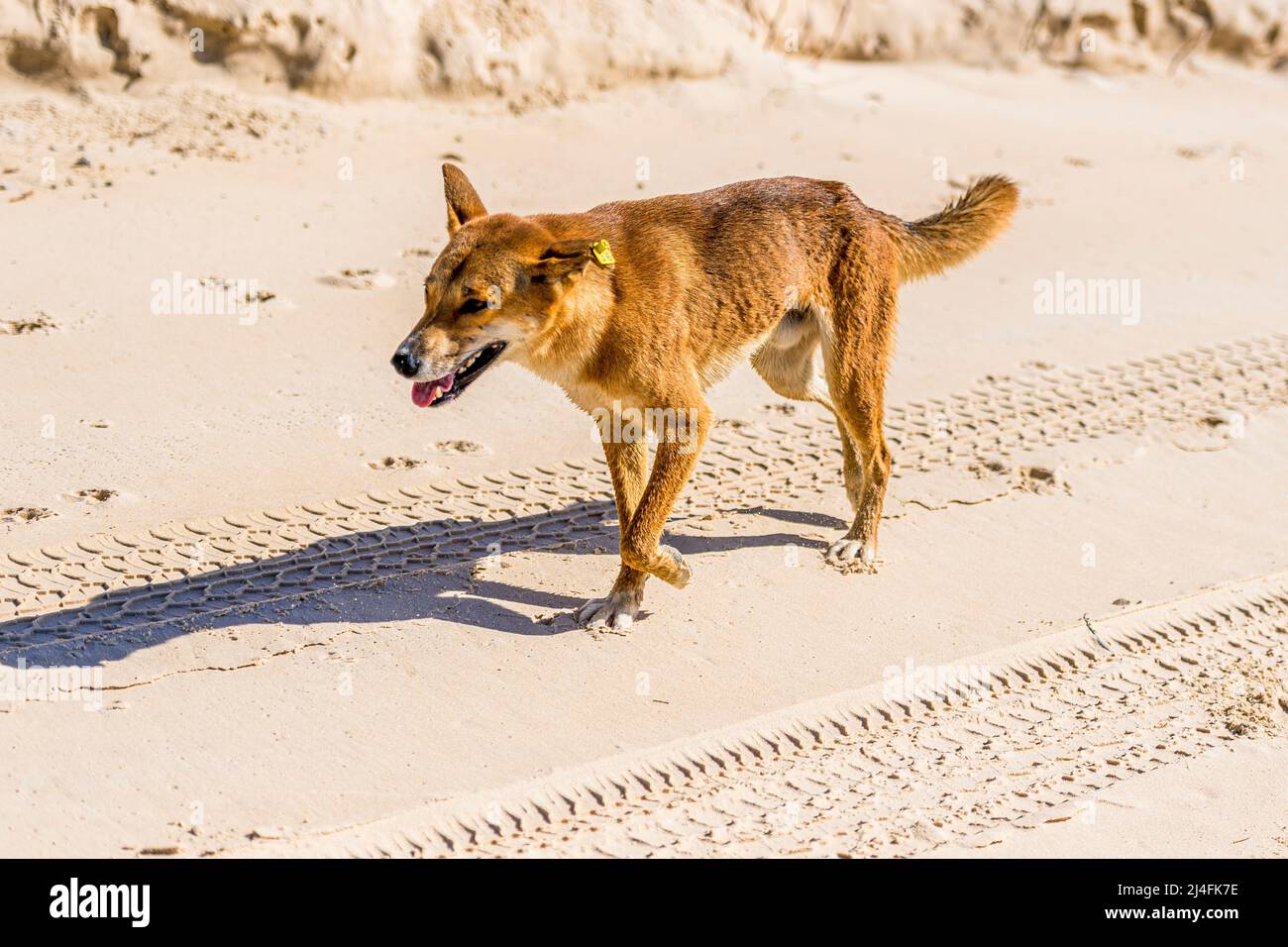 Un dingo mâle, Canis lupus dingo, sur la plage de Seventy Five Mile, Fraser Island, Queensland, Australie Banque D'Images