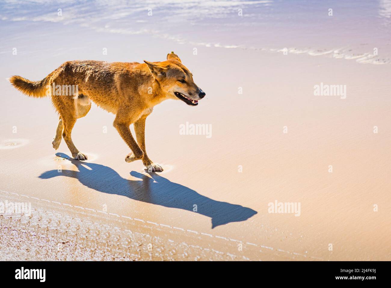 Dingo (Canis lupus dingo) adulte mâle, sur la plage de Seventy Five Mile, Fraser Island, Queensland, Australie Banque D'Images