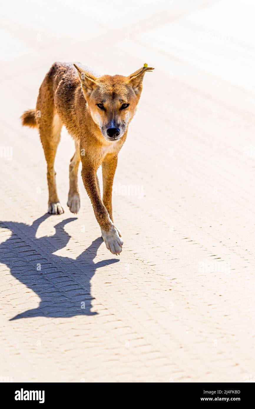 Dingo (Canis lupus dingo) adulte mâle, sur la plage de Seventy Five Mile, Fraser Island, Queensland, Australie Banque D'Images