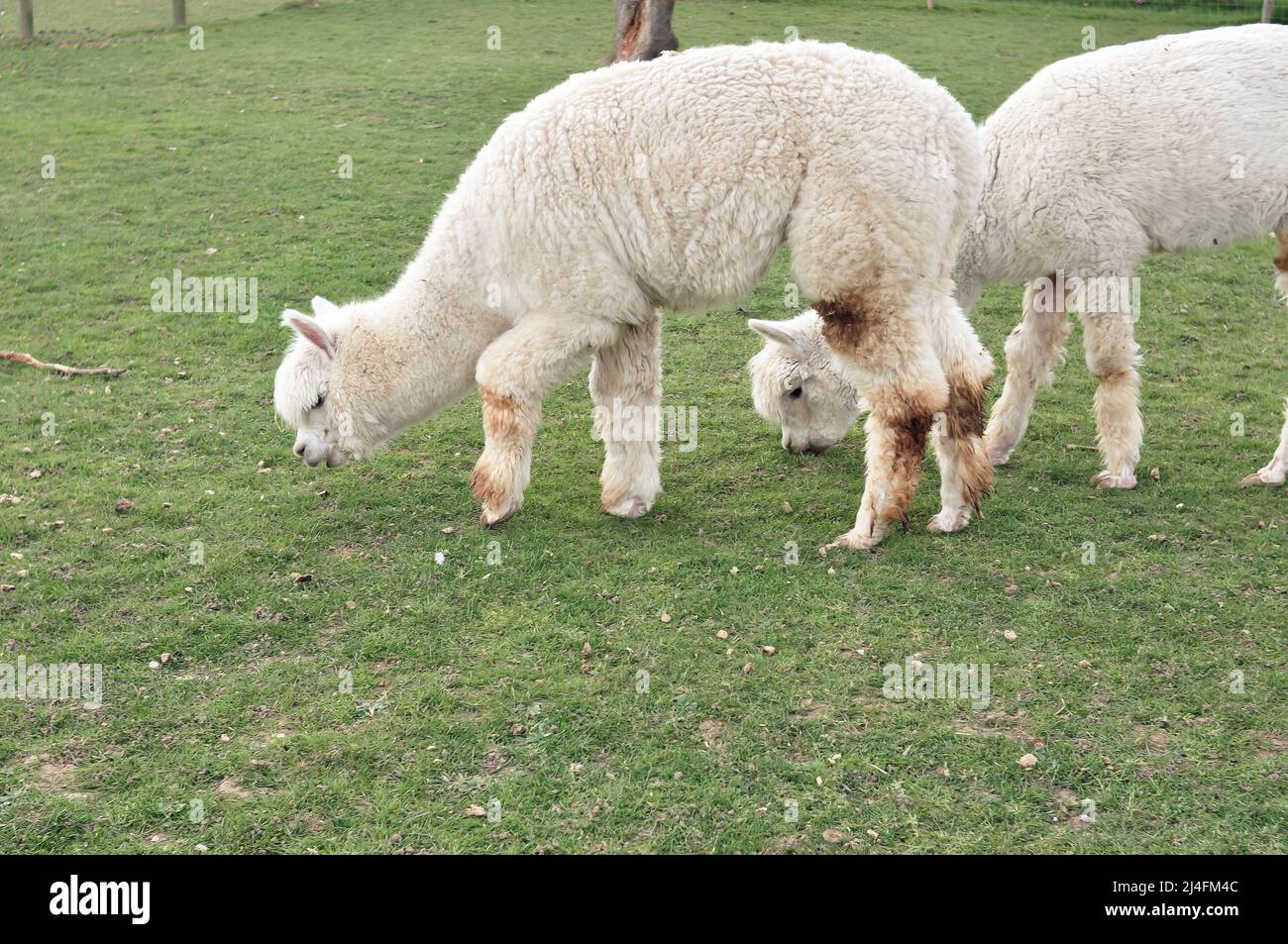 lama blanc curly paître sur la ferme au printemps Banque D'Images