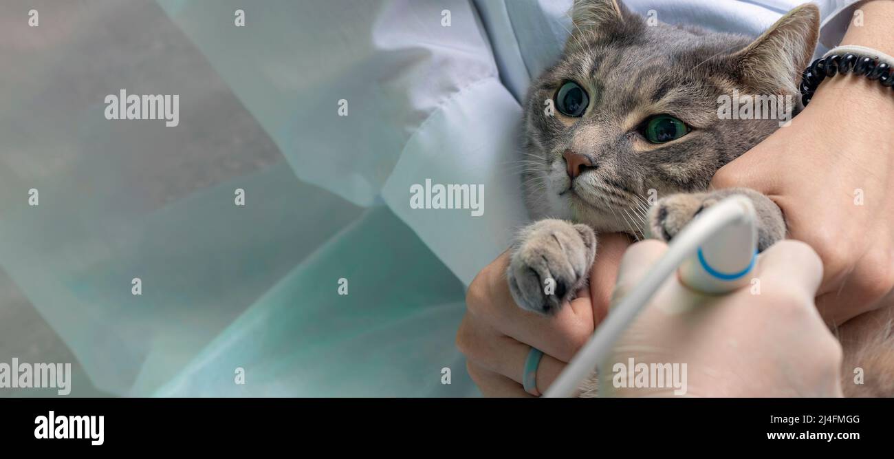 Bannière avec réception à la clinique vétérinaire. Gros plan vétérinaire fait une échographie abdominale au chat gris sur la table médicale. Doux foyer Banque D'Images
