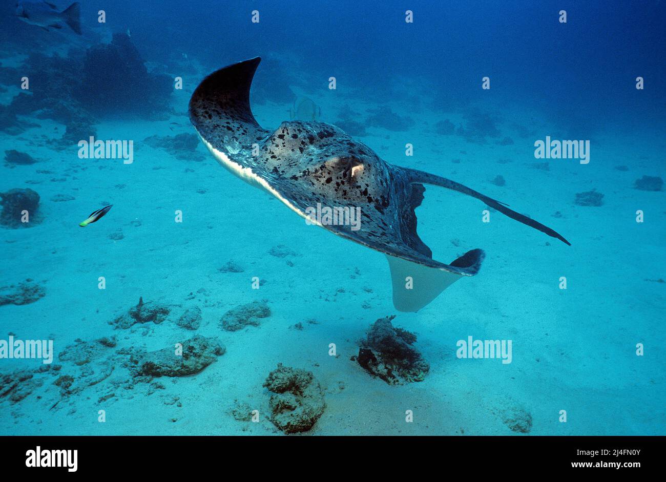 STingray à queue de cheval, Stingray à queue de cheval ou Stingray à queue de cheval (Taeniurops meyeni), Ari Atoll, Maldives, Océan Indien, Asie Banque D'Images