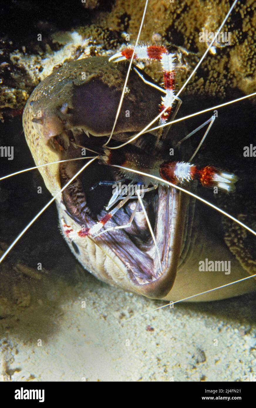 La crevette de corail à bandes (Stenopus hispidus) nettoie la bouche d'un moray géant (Gymnothorax javanicus), station de nettoyage, atoll de Malé Nord, Maldives Banque D'Images