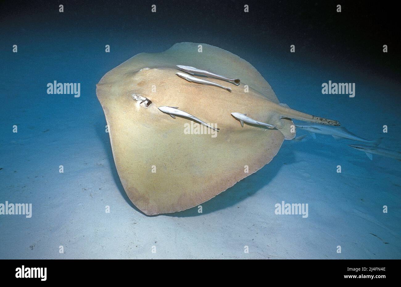 Jenkins whiprie (Himantura jenkinsii) avec des suckests (Echeneis naucrates) nageant sur fond sablonneux, Ari Atoll, Maldives, océan Indien, Asie Banque D'Images