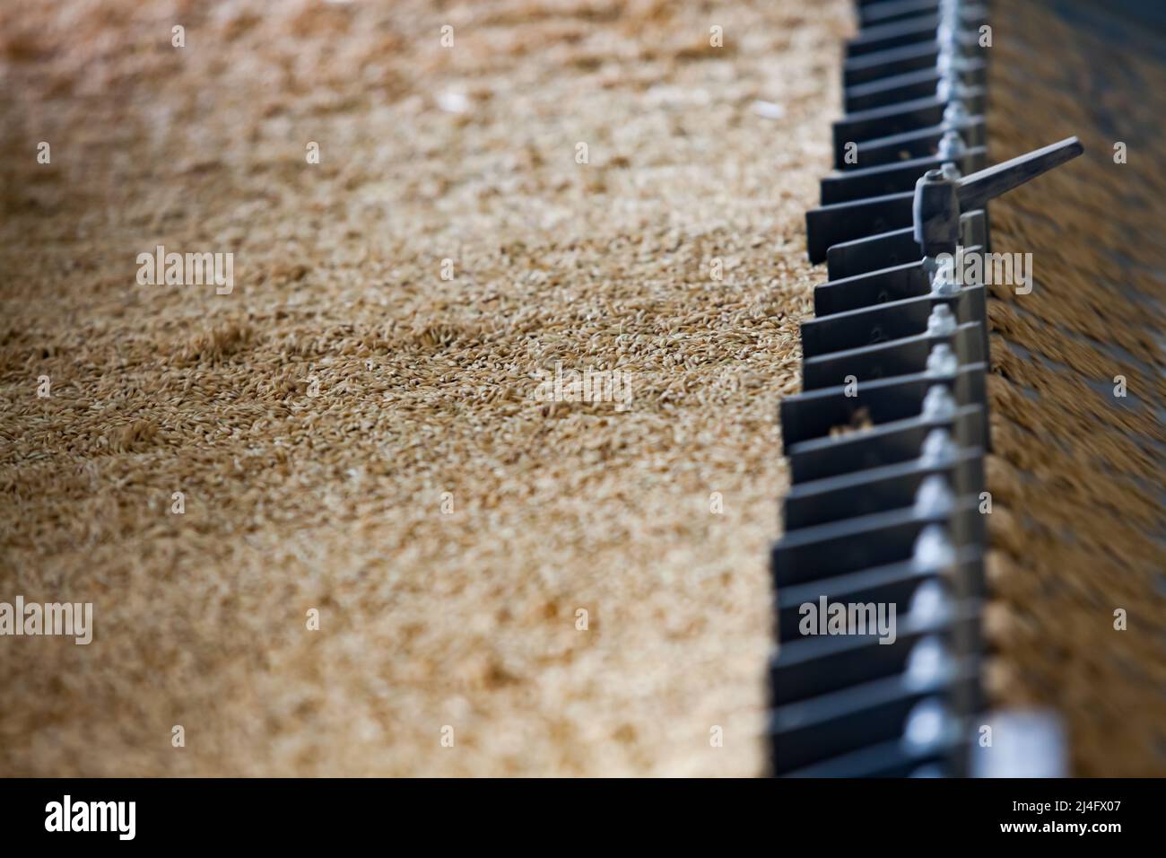 Préparation des graines de riz pour le semis. Photo de gros plan de la machine de tri Banque D'Images