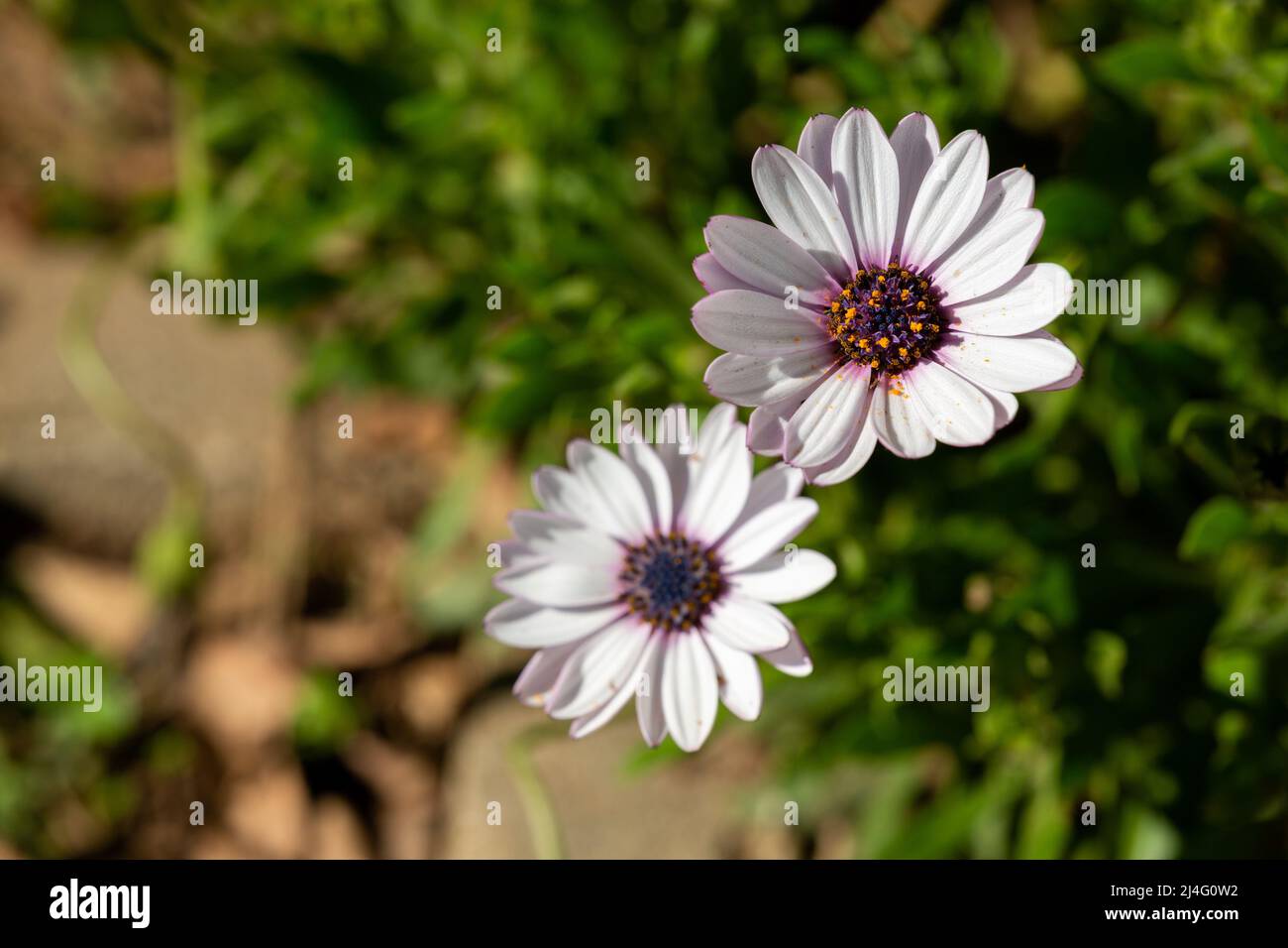 Photo de fond en gros plan des fleurs d'Osteospermum fruticosum, également connues sous le nom de camomille africaine. Daisy sur le dessus en mise au point sélective. Banque D'Images