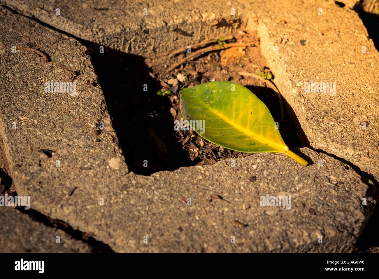 Foyer sélectif de la feuille d'arbre de ficus nitida connue sous le nom de Laurier indien sur des pavés en forme de diamant. Banque D'Images