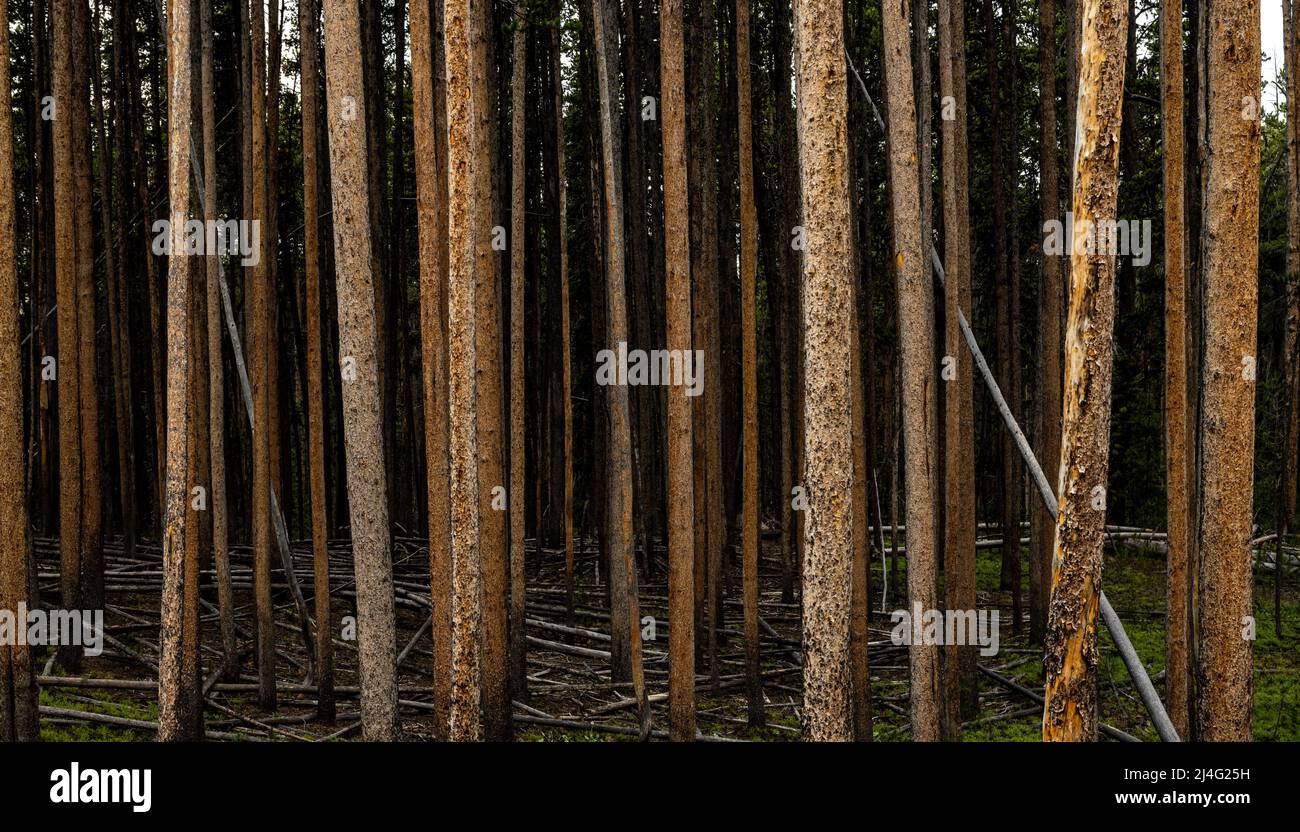 Les trunks en pin de grande taille s'indédent dans Shadows of the Forest dans le parc national de Yellowstone Banque D'Images