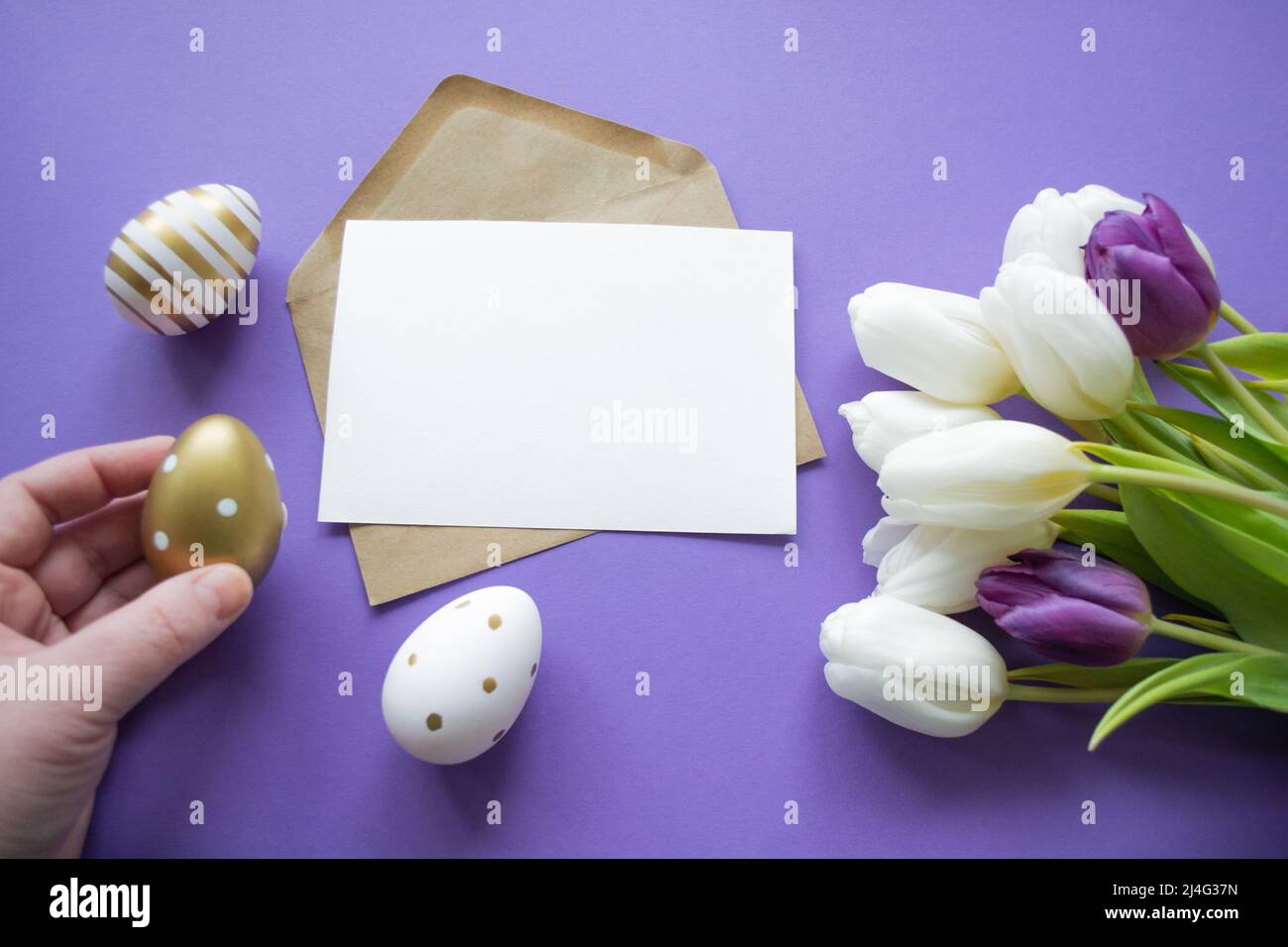 Vœux de Pâques : oeufs colorés, tulipes blanches. Lettre avec espace de copie, fond violet. La main contient l'œuf de Pâques doré. Banque D'Images