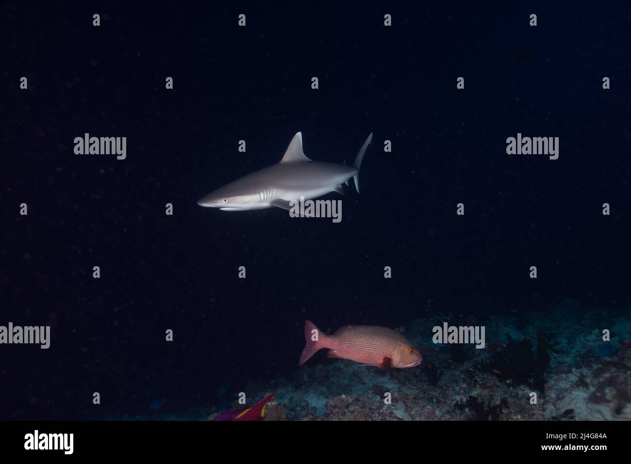 Requin Banque D'Images