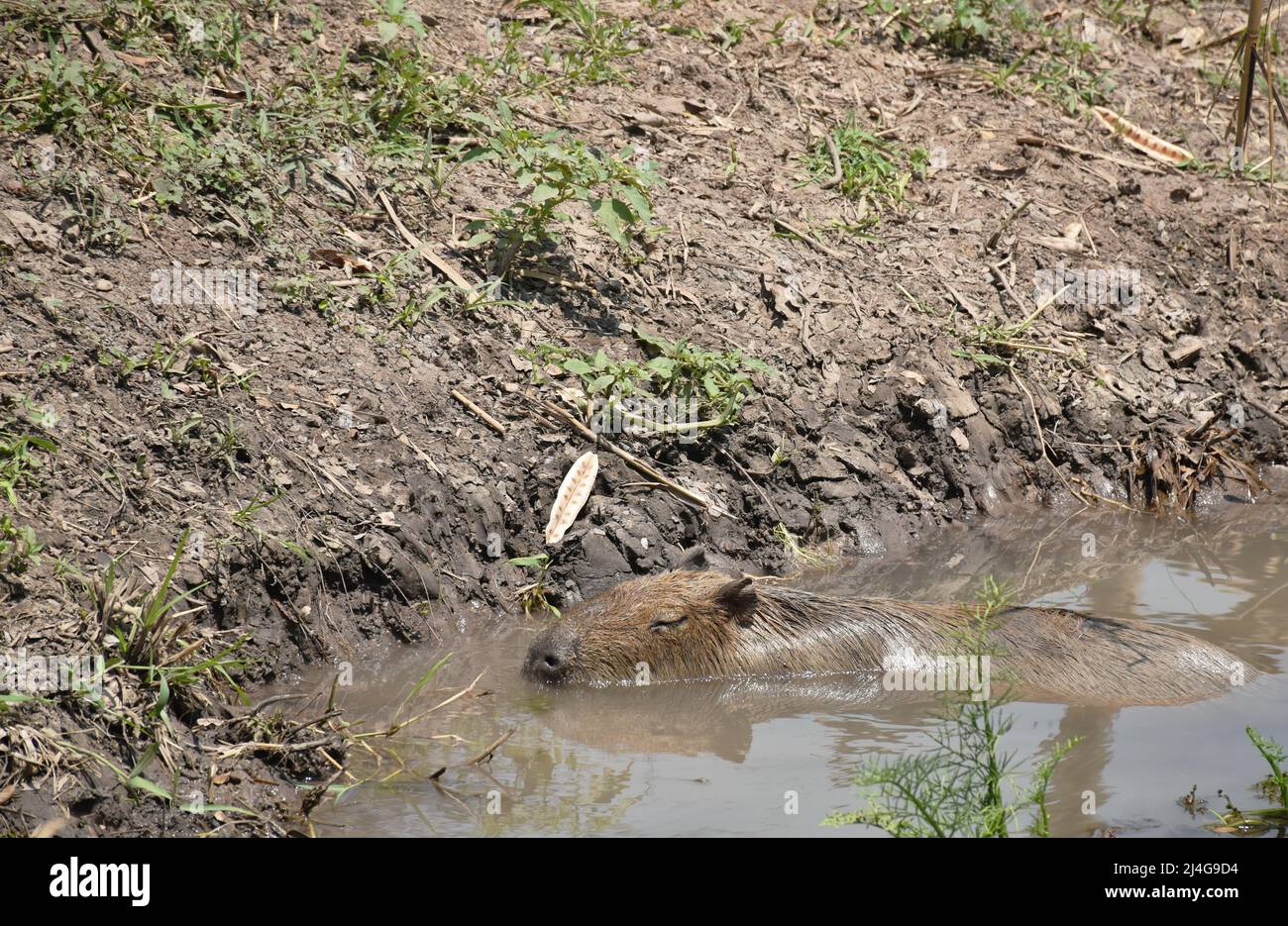 capybara se baignant dans l'eau sur le canal pour se détendre dans la chaude journée d'été Banque D'Images