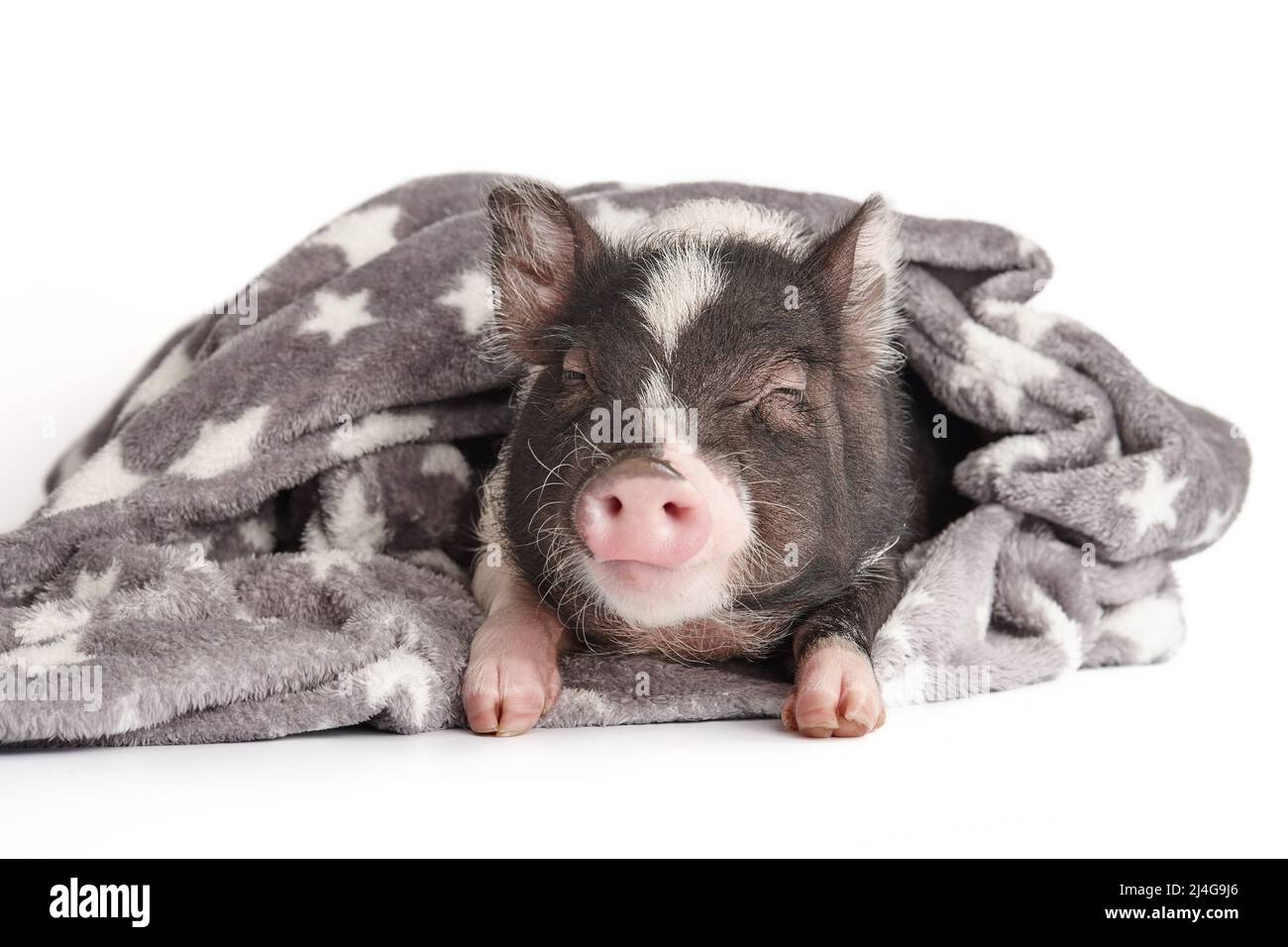 Mignon petit cochon dans une couverture chaude sur fond blanc Banque D'Images