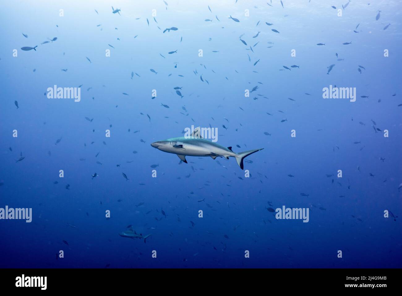 Requin Banque D'Images