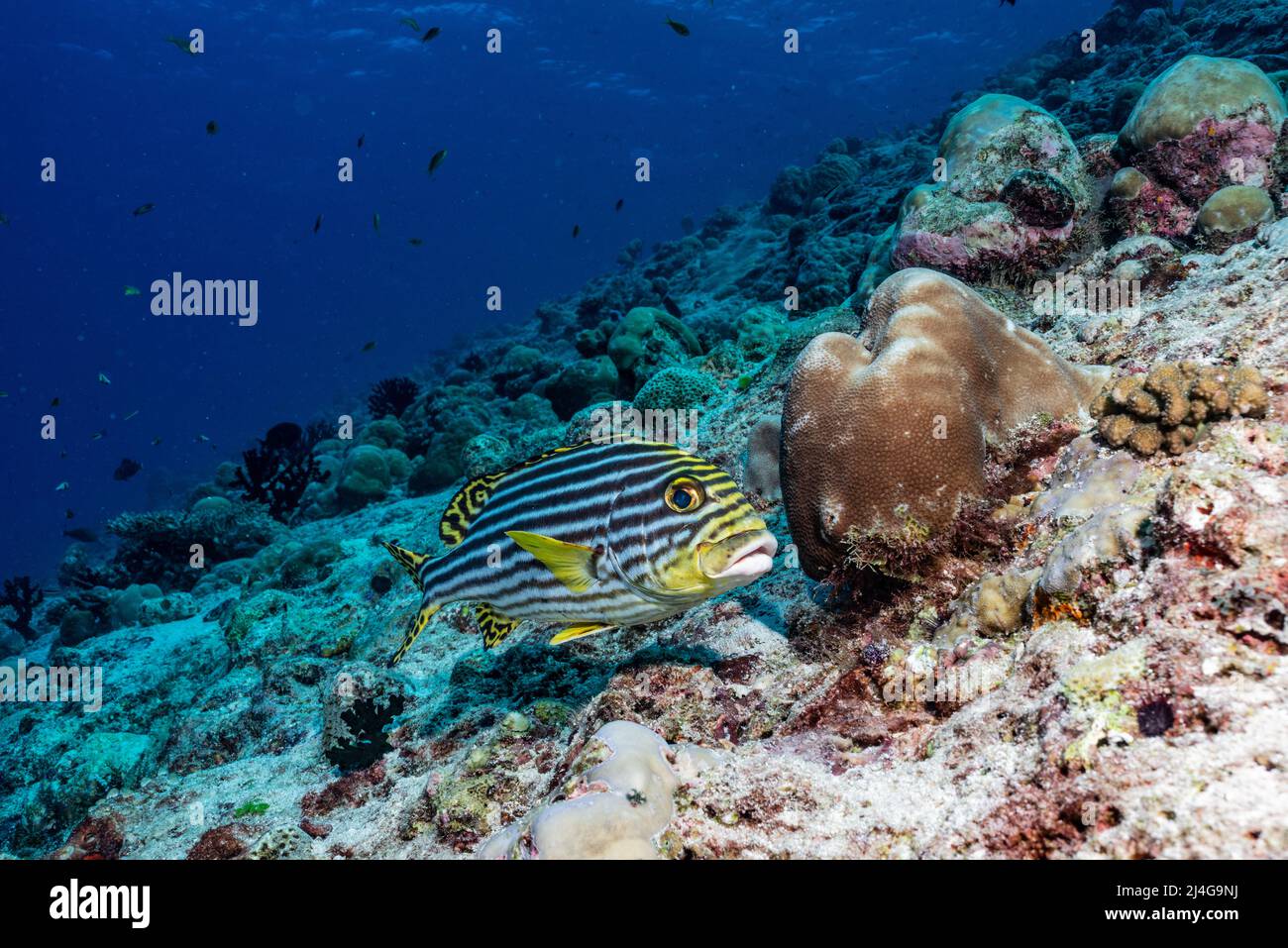 Lèvre douce Banque D'Images