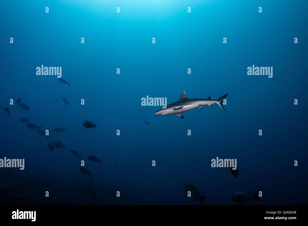 Requin Banque D'Images