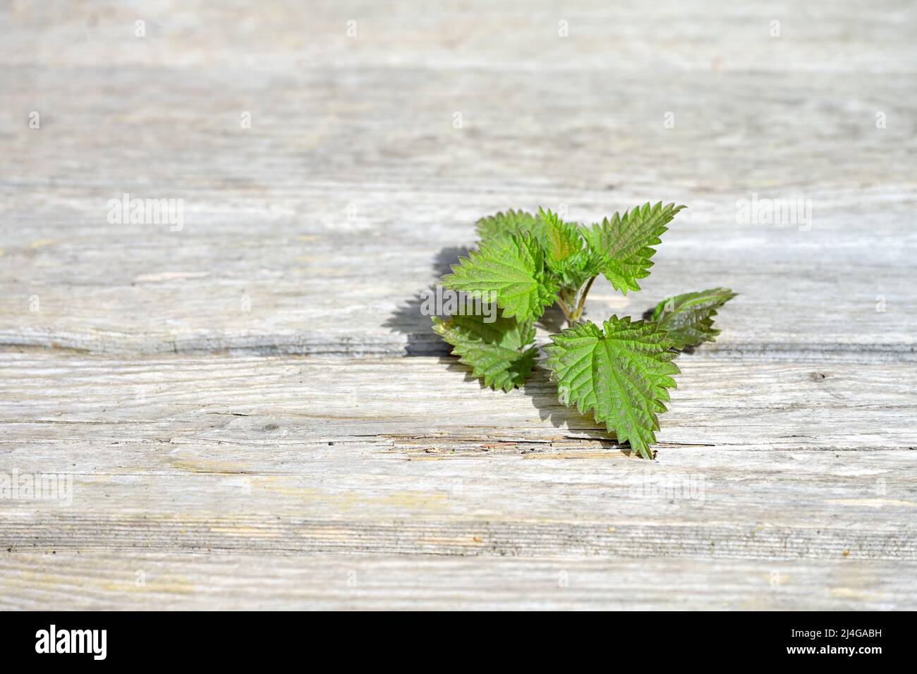 L'usine d'ortie croît à travers des planches de bois blanchies par le temps, concept de résilience et de la puissance de la nature, l'espace de copie, le focus sélectionné, dep étroit Banque D'Images