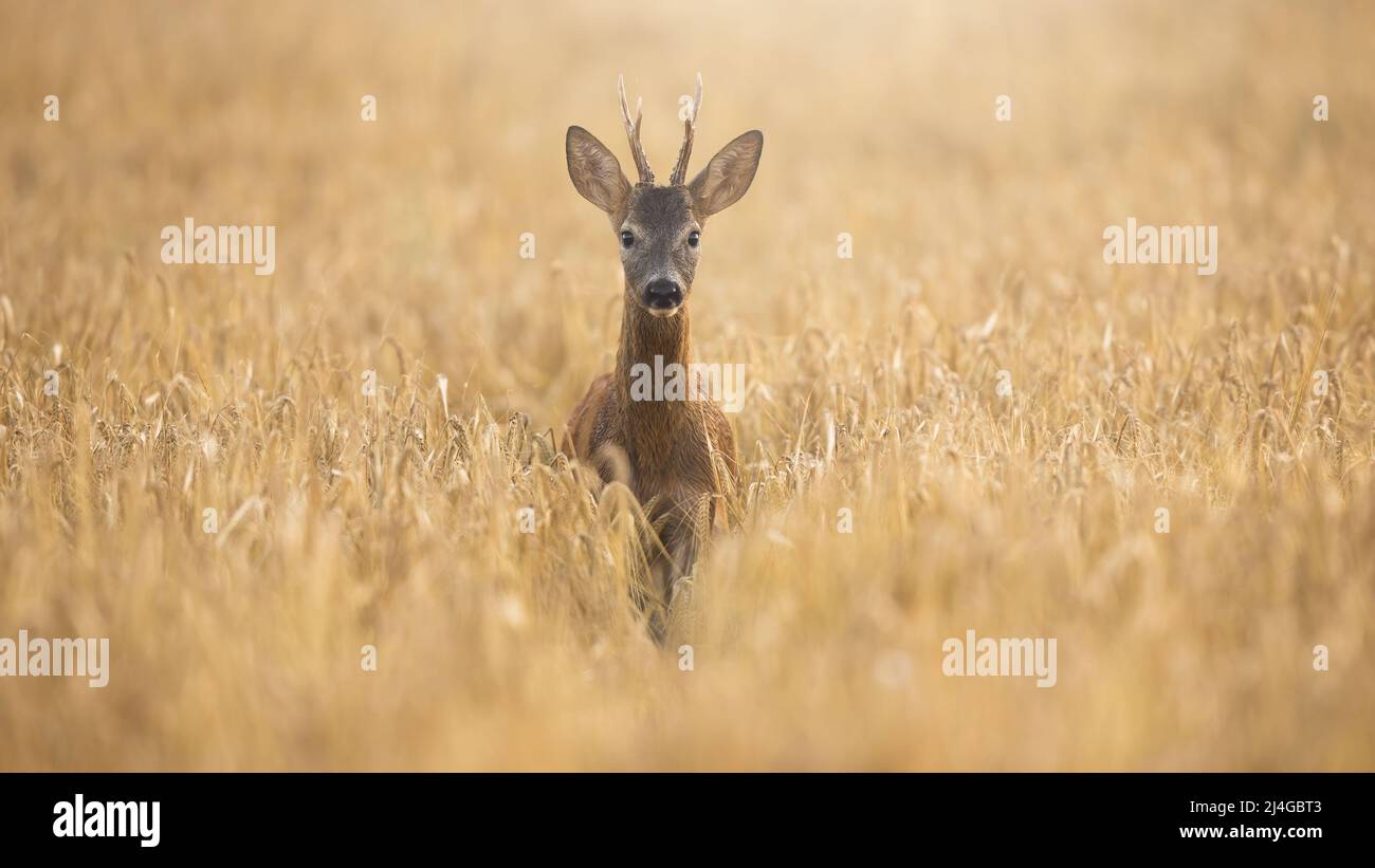 Buck de cerf de Virginie illuminé par le soleil du matin debout dans le blé sur un champ en été Banque D'Images