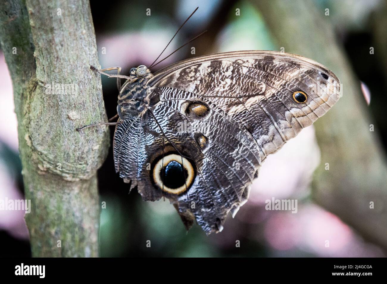 Key West Butterfly and Nature Conservatory Banque D'Images