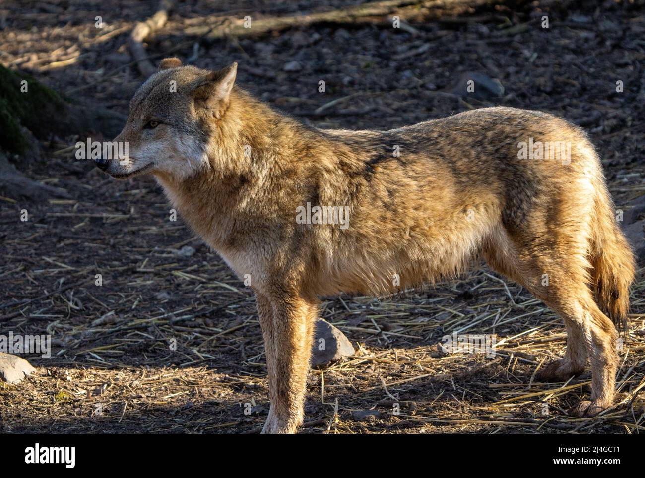 loup sauvage dans la forêt qui regarde autour. Joli Banque D'Images