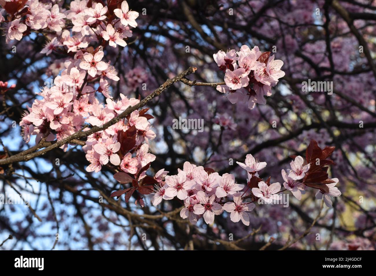 Les fleurs de cerisier rose Banque D'Images