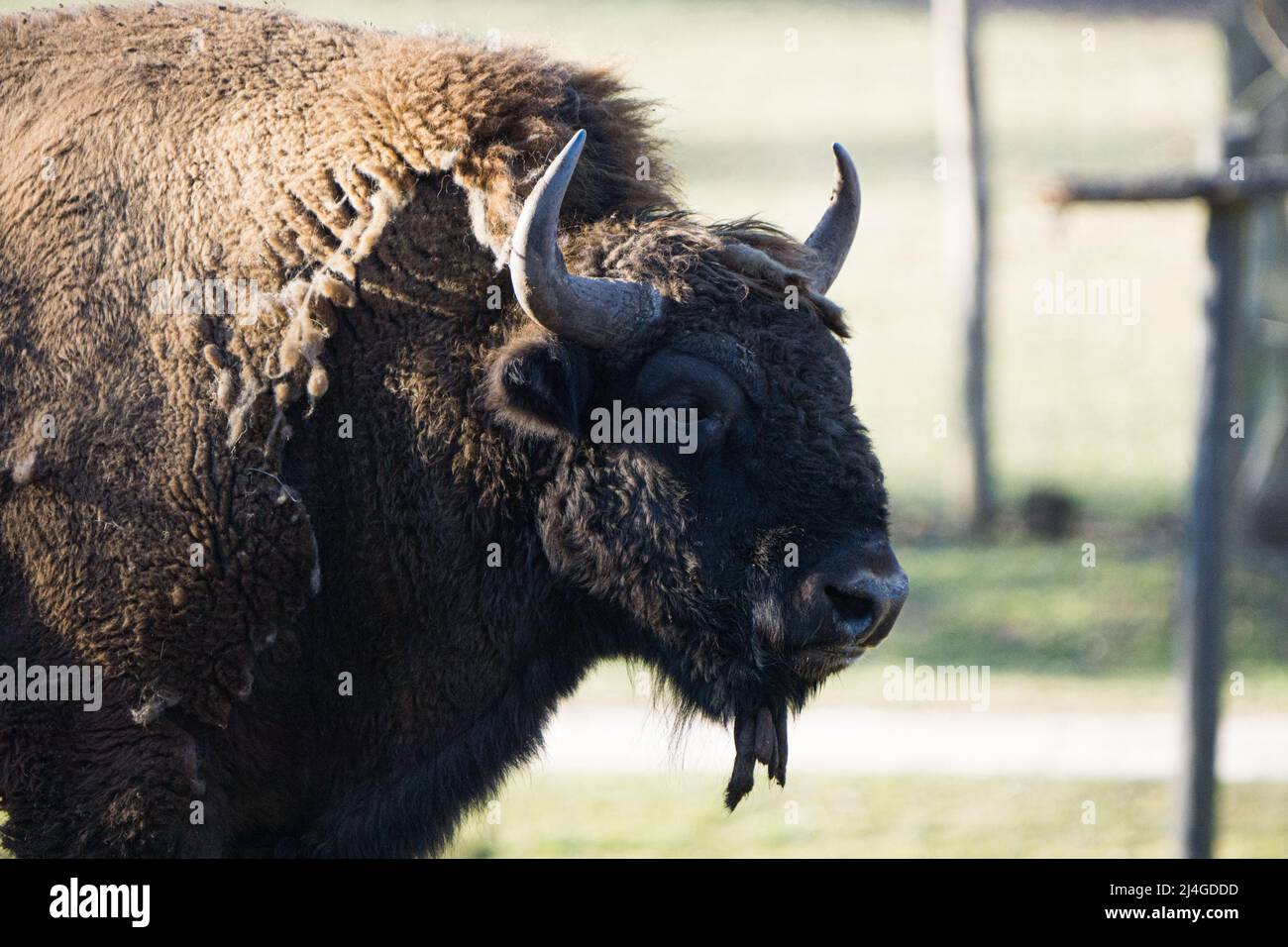 gros plan d'un bison sauvage avec de grandes cornes Banque D'Images