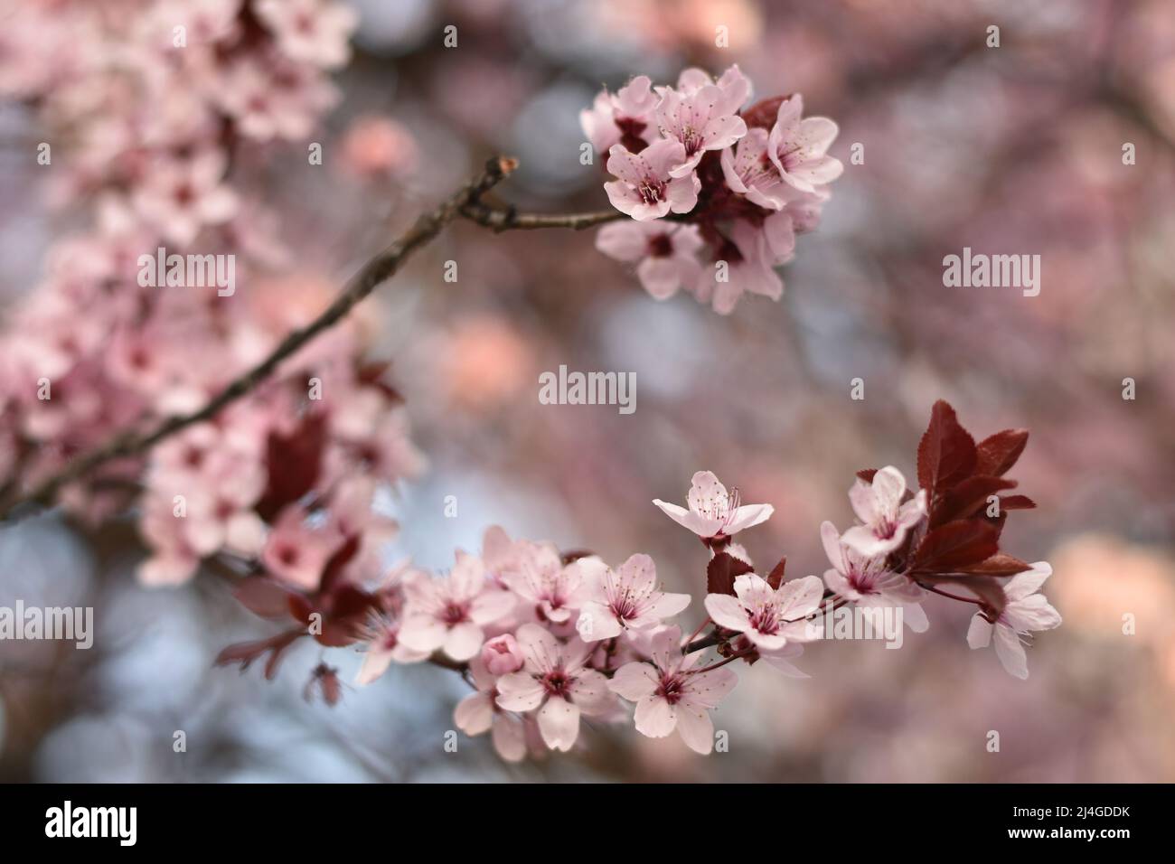 Les fleurs de cerisier rose Banque D'Images