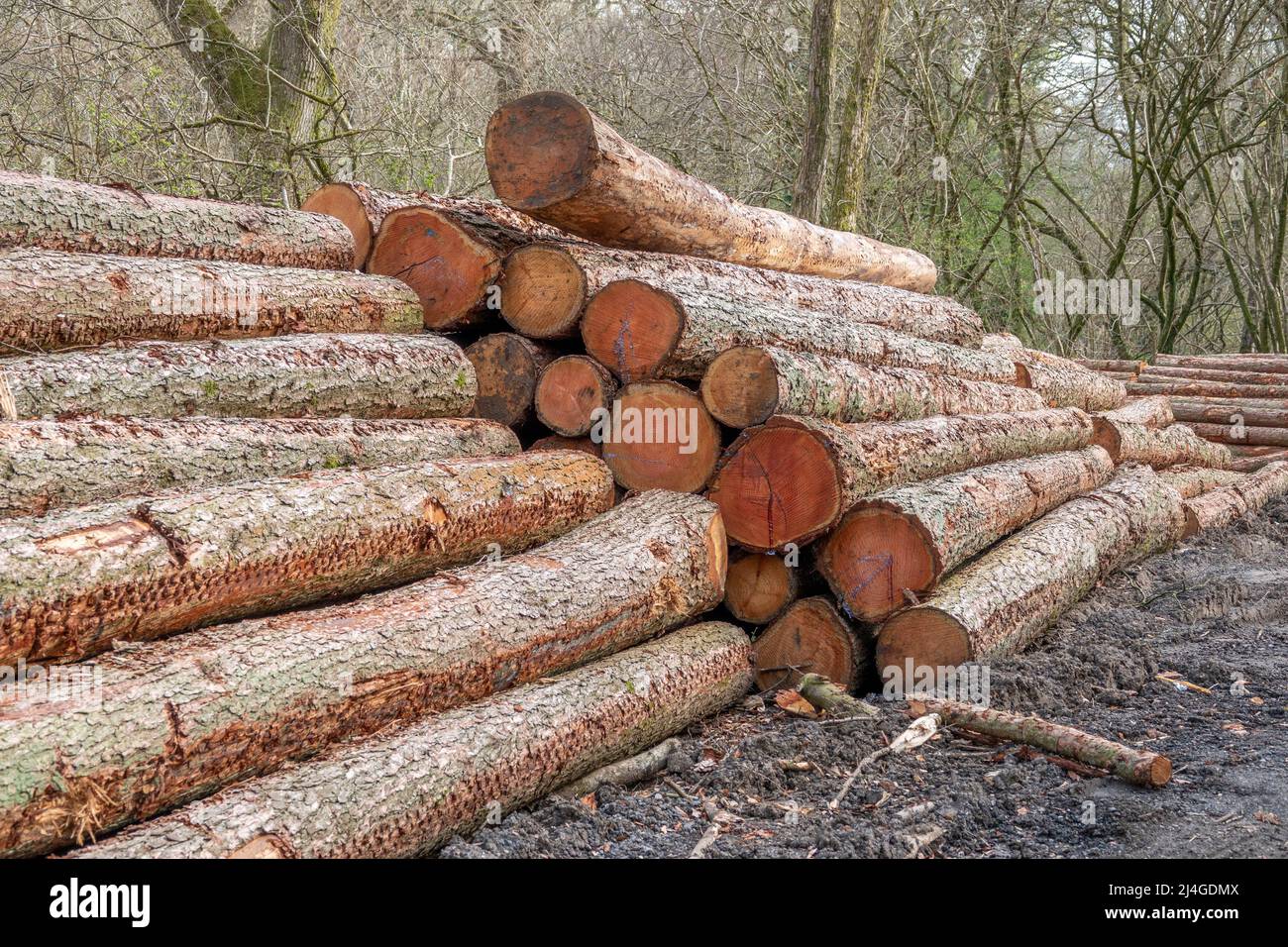 pile de grumes dans l'industrie forestière du bois de campagne Banque D'Images