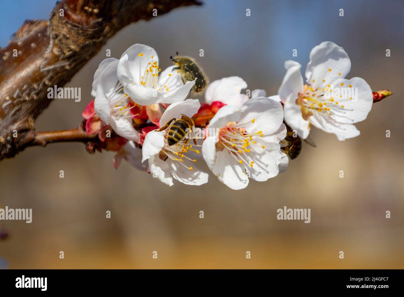 Abeille sur fleurs d'abricot de printemps Banque D'Images