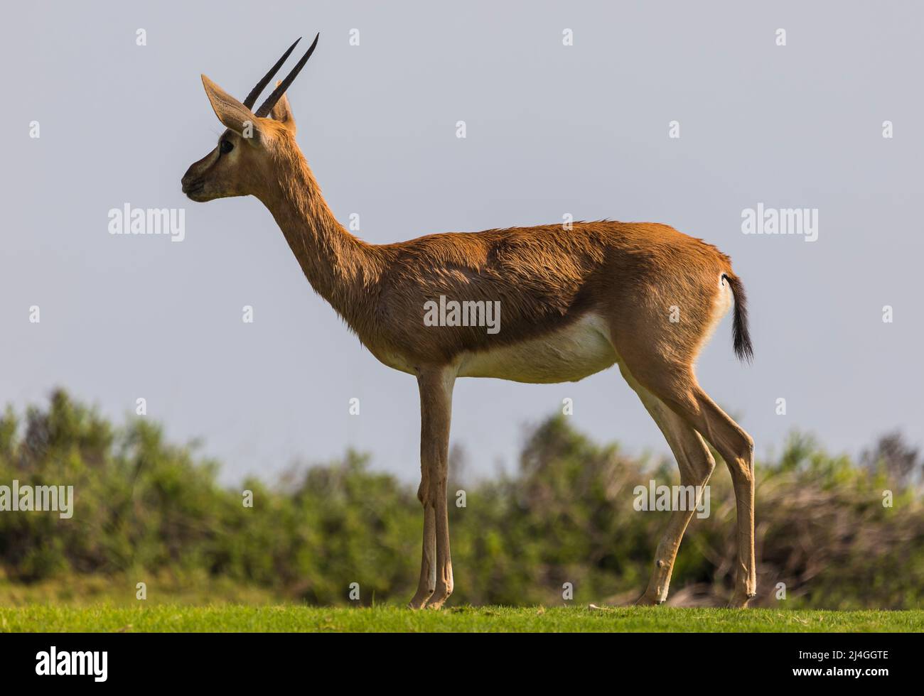 Gazelle arabe paître sur l'île Saadiyat à Abu Dhabi Banque D'Images