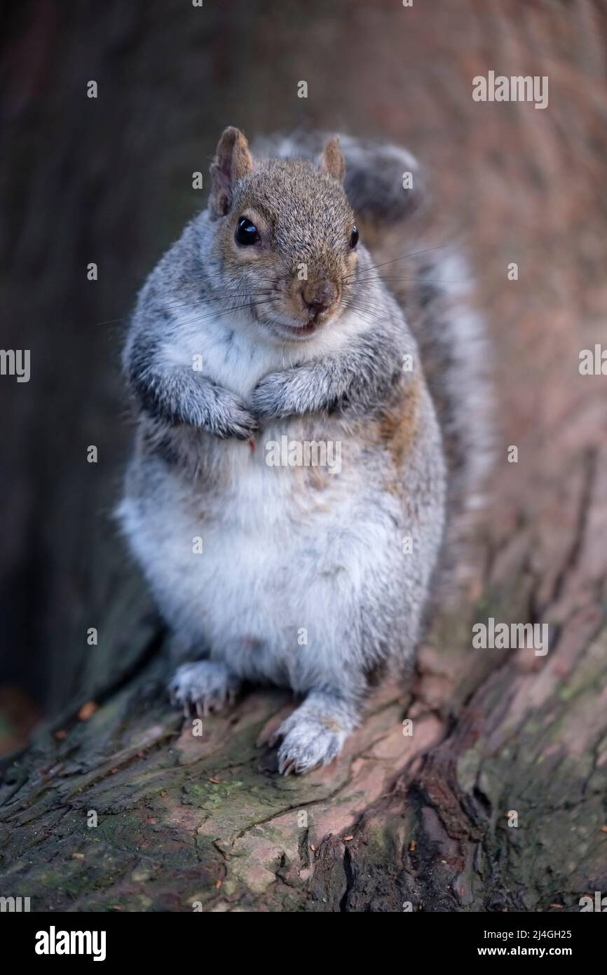 Écureuil gris tamé à Pannet Park, Whitby, Yorkshire, angleterre Banque D'Images