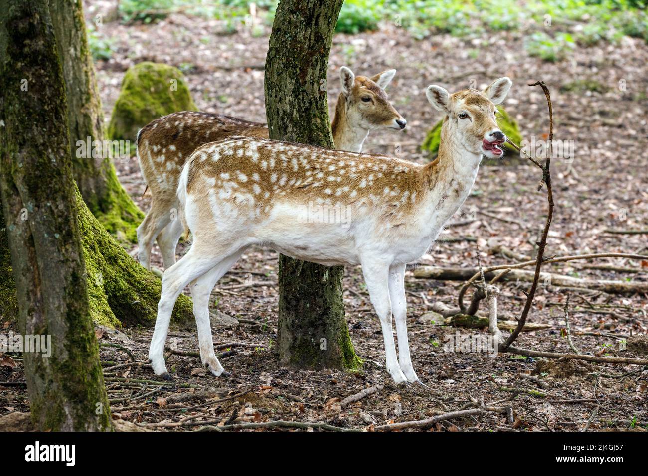 Parc animalier dans la forêt de Grafenberg, cerf de Virginie Banque D'Images