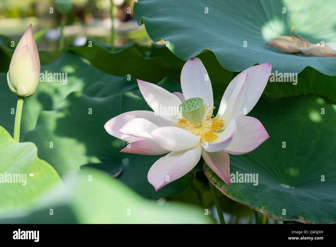Plante aquatique tropicale. nénuphars roses en serre Banque D'Images
