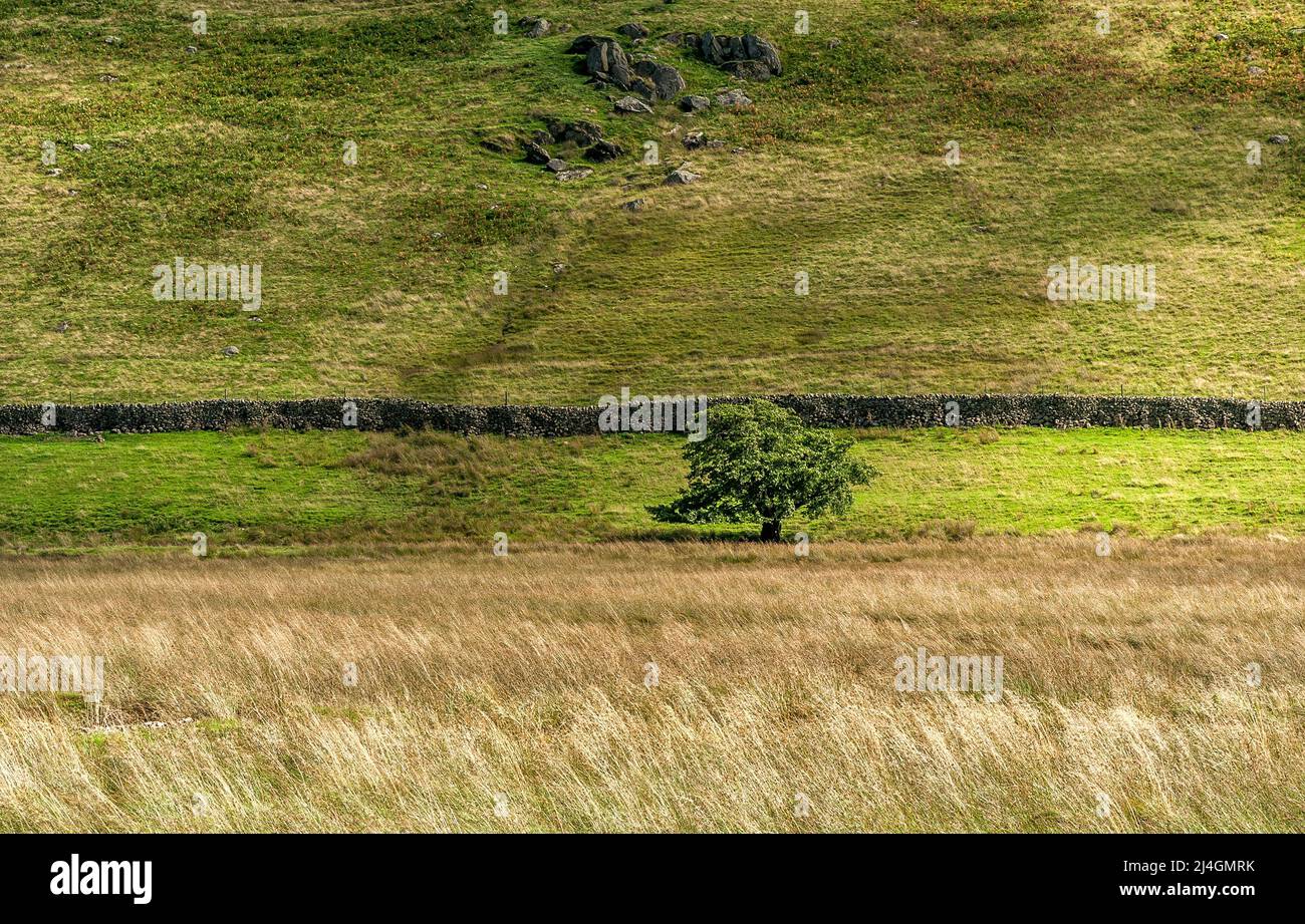 Lone Tree à Boredale, Cumbria Banque D'Images