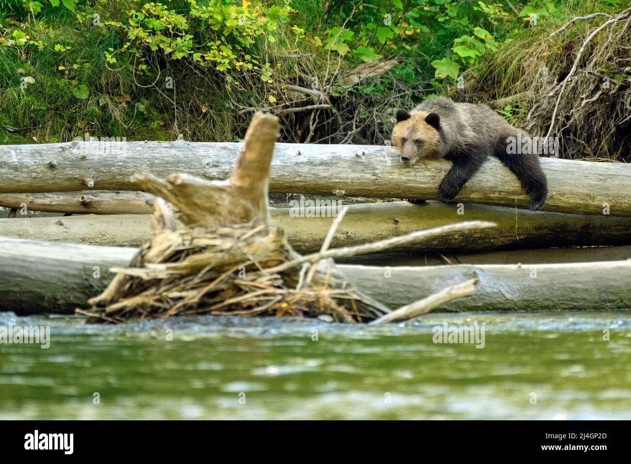 Un cub grizzli (Ursus arctos horribilis) sur le tronc d'arbre de la rivière Atnarko, dans la côte de la Colombie-Britannique, à Bella Coola, au Canada Banque D'Images