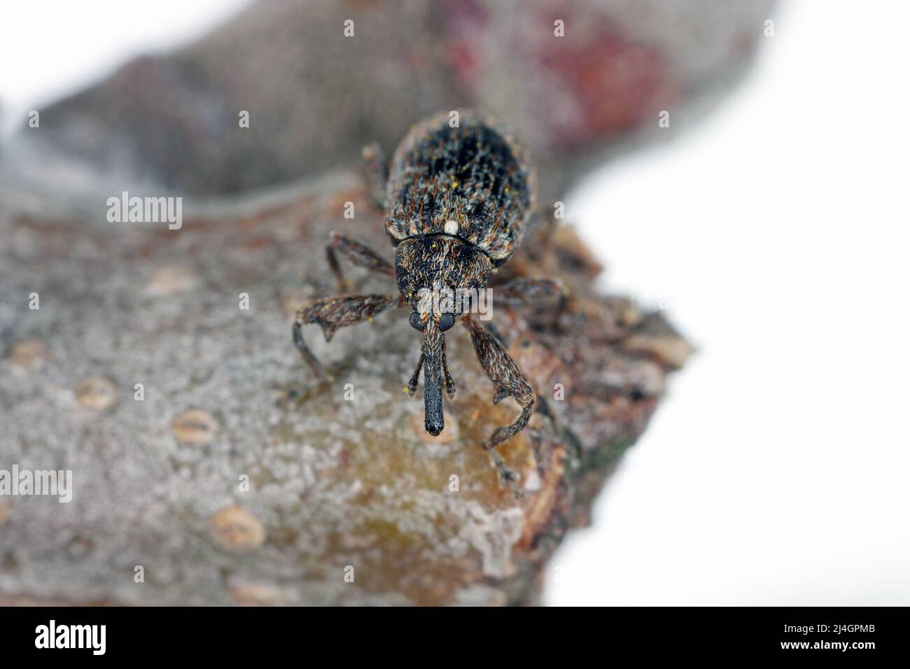 Charançon de la fleur de pomme (Anthonomus pomorum). Un des ravageurs les plus importants des pommiers dans les vergers et les jardins. Banque D'Images
