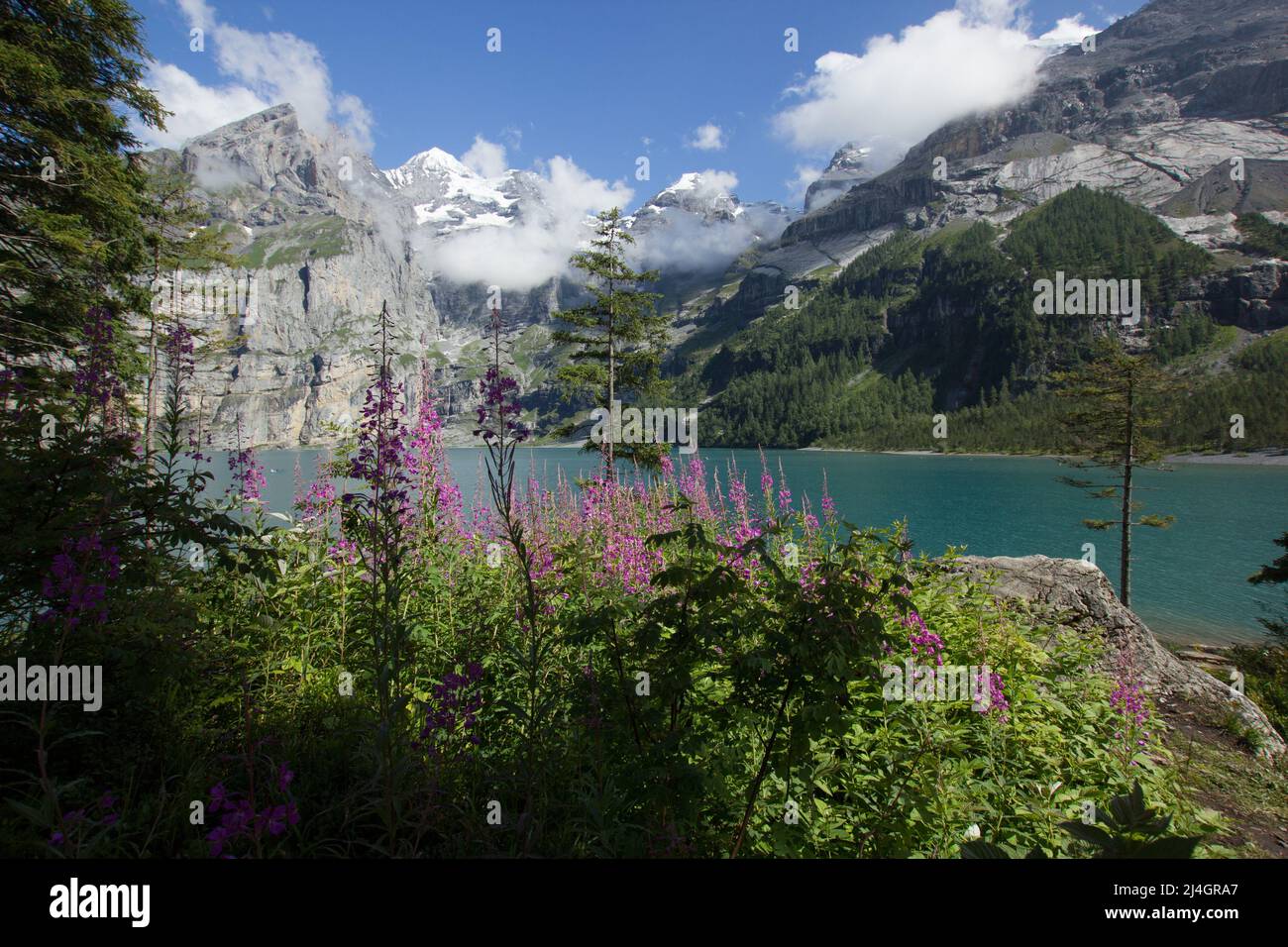 Lac Oeschinen (Oeschinensee) dans les montagnes suisses avec des fleurs au premier plan Banque D'Images