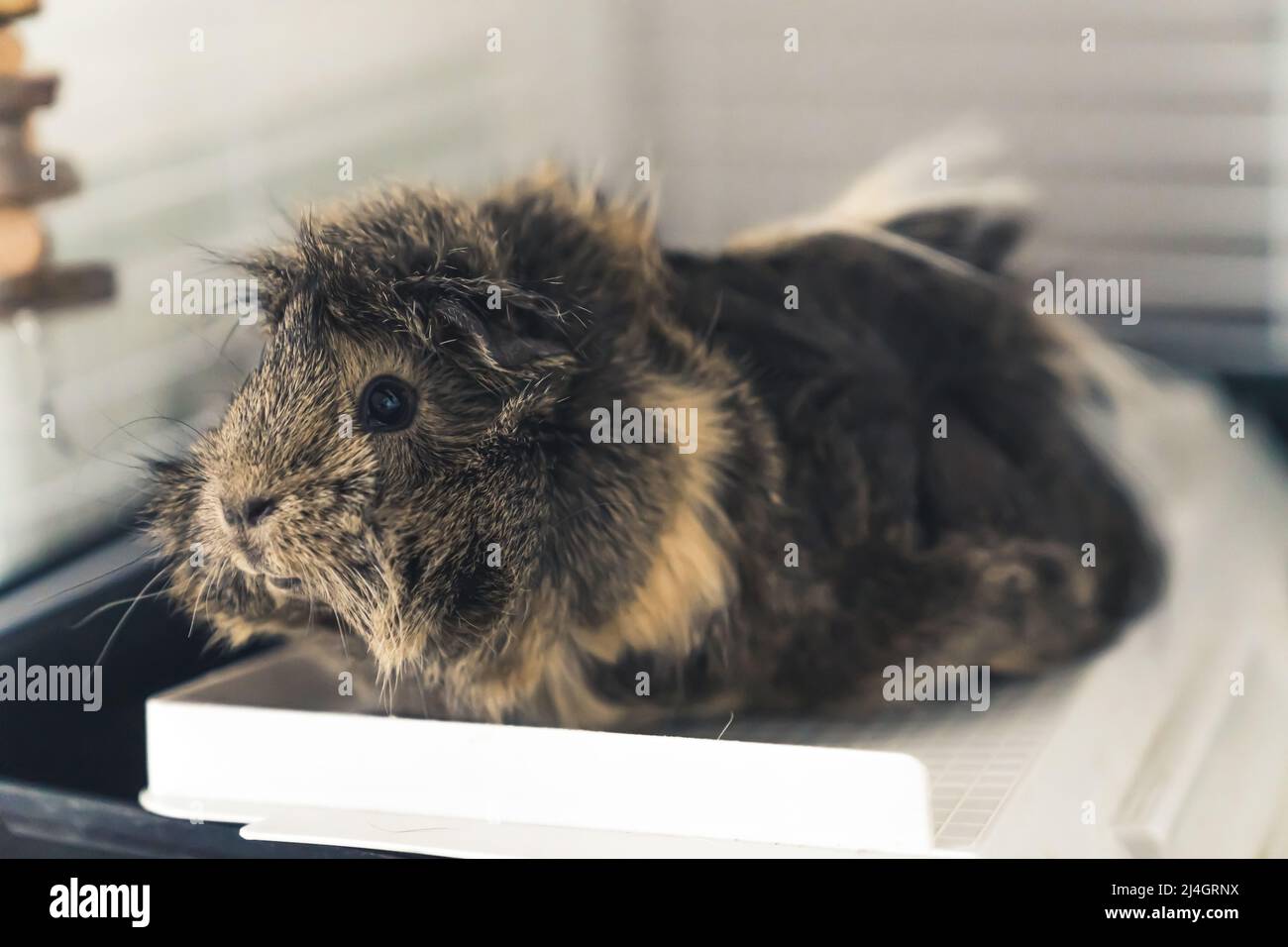 Joli concept d'animal de compagnie de cobaye en Abyssinian. Photo de haute qualité Banque D'Images