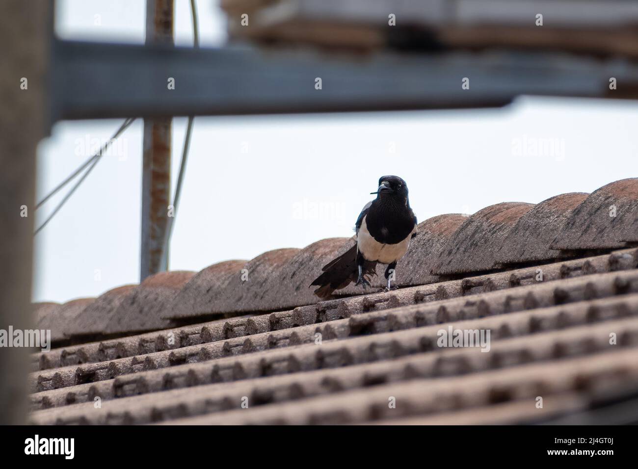 Une belle magpie eurasienne noire et blanche (ou Pica pica), avec un rare bec crocheté, marchant sur les tuiles d'un toit, me regardant. Banque D'Images