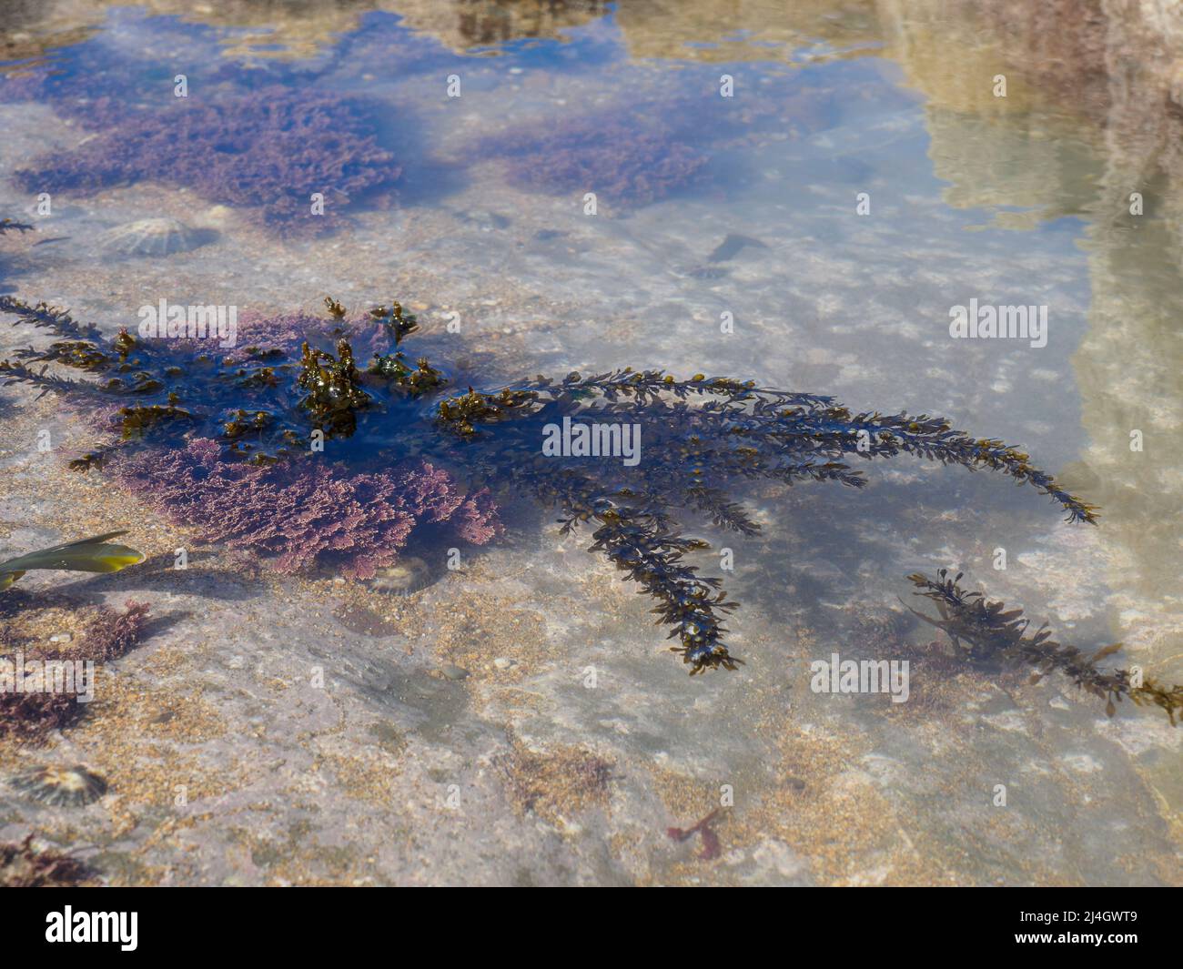 Algues dans un rockpool, Cornwall, Royaume-Uni Banque D'Images