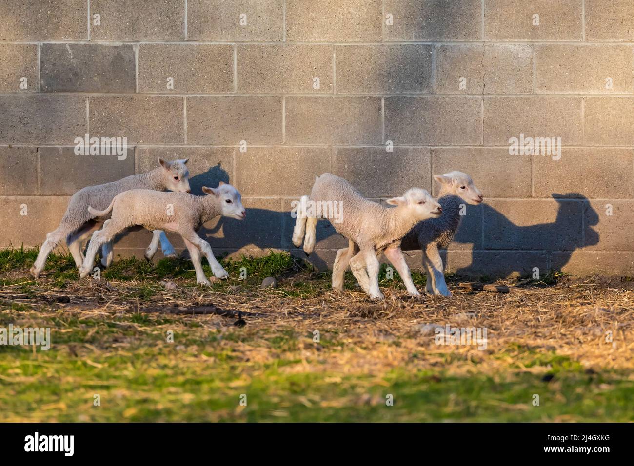 Jeunes moutons en jeu devant une grange Amish, au milieu du Michigan, aux États-Unis Banque D'Images
