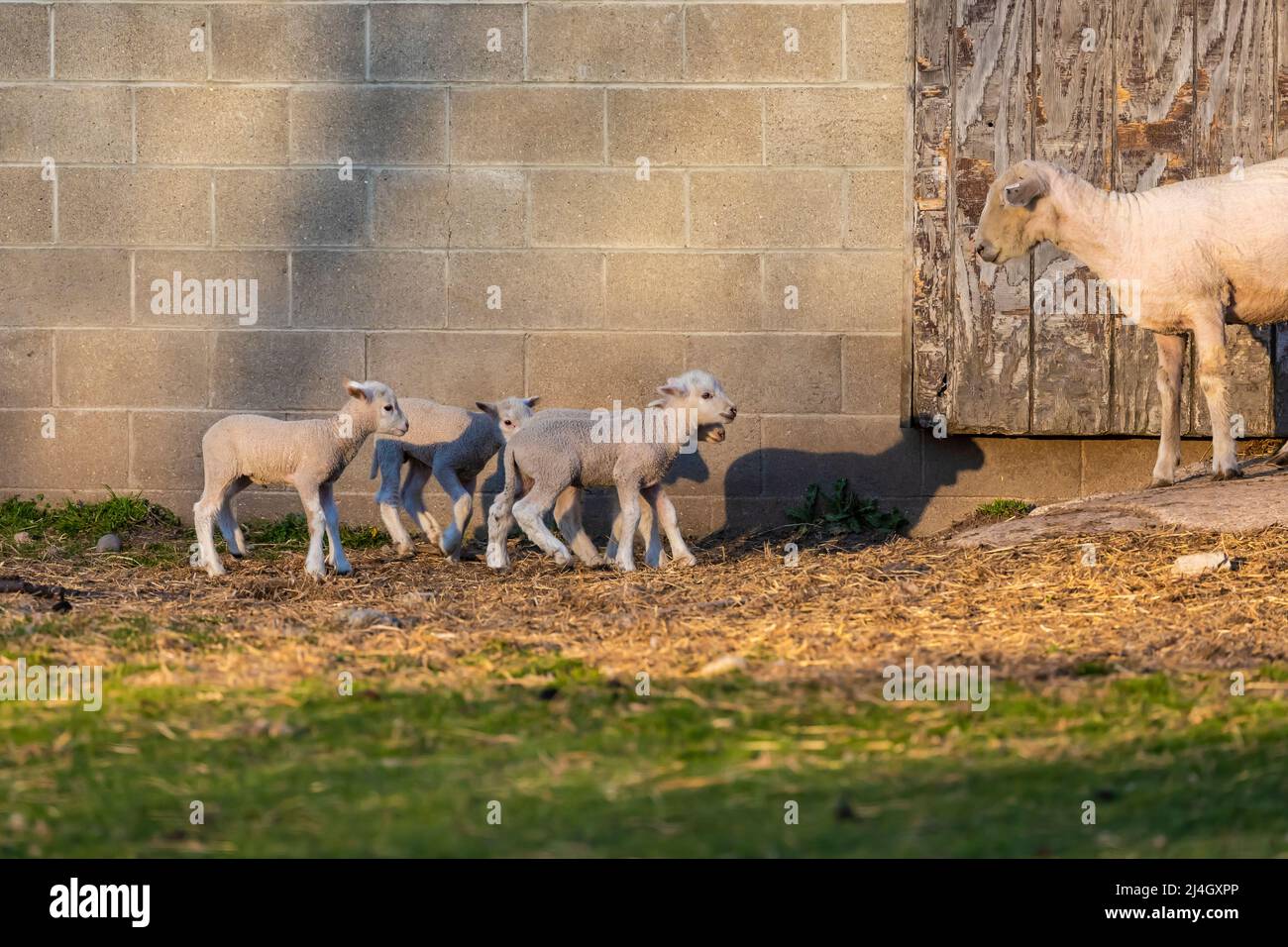 Jeunes moutons en jeu avec une brebis regardant devant une grange Amish dans le milieu du Michigan, États-Unis Banque D'Images