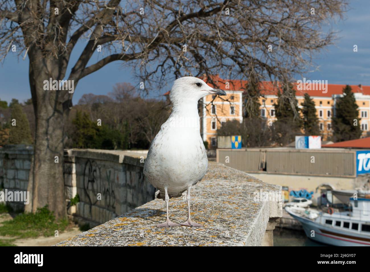 Mouette Caspienne, Larus cachinnans, debout sur le mur de pierre, à Zadar, Croatie Banque D'Images