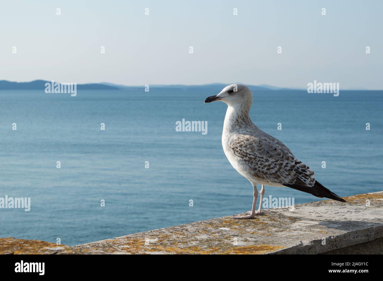 Mouette Caspienne, Larus cachinnans, debout sur le mur de pierre donnant sur la mer, à Zadar, Croatie Banque D'Images