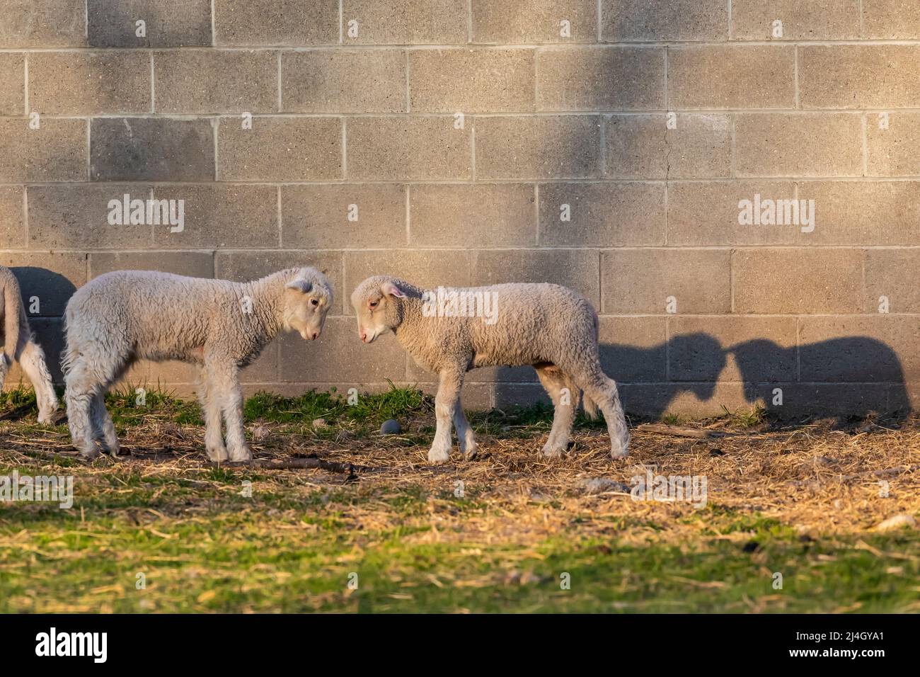 Jeunes moutons en jeu devant une grange Amish, au milieu du Michigan, aux États-Unis Banque D'Images
