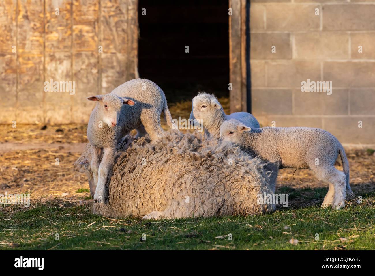 Jeunes moutons jouant roi du château sur une brebis devant une grange amish dans le milieu du Michigan, États-Unis [pas de autorisation de propriété; licence éditoriale seulement] Banque D'Images