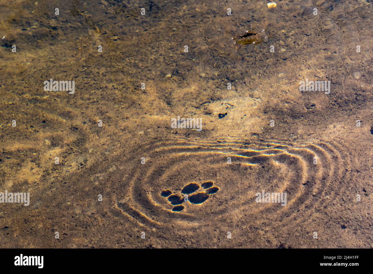 Water Striders, famille d'insectes Gerridae, promenade sur les eaux de Mitchell Creek dans la région naturelle de Clay Cliffs à Big Rapids, Michigan, États-Unis Banque D'Images