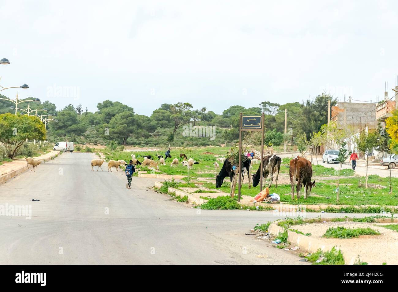 Hai Ennasr, Gdyel, Oran: Gens, vaches et moutons sur la route de rue de la ville. Les écoliers marchent. Panneau de nom de ville Hai El Nasr en caractères arabes. Banque D'Images