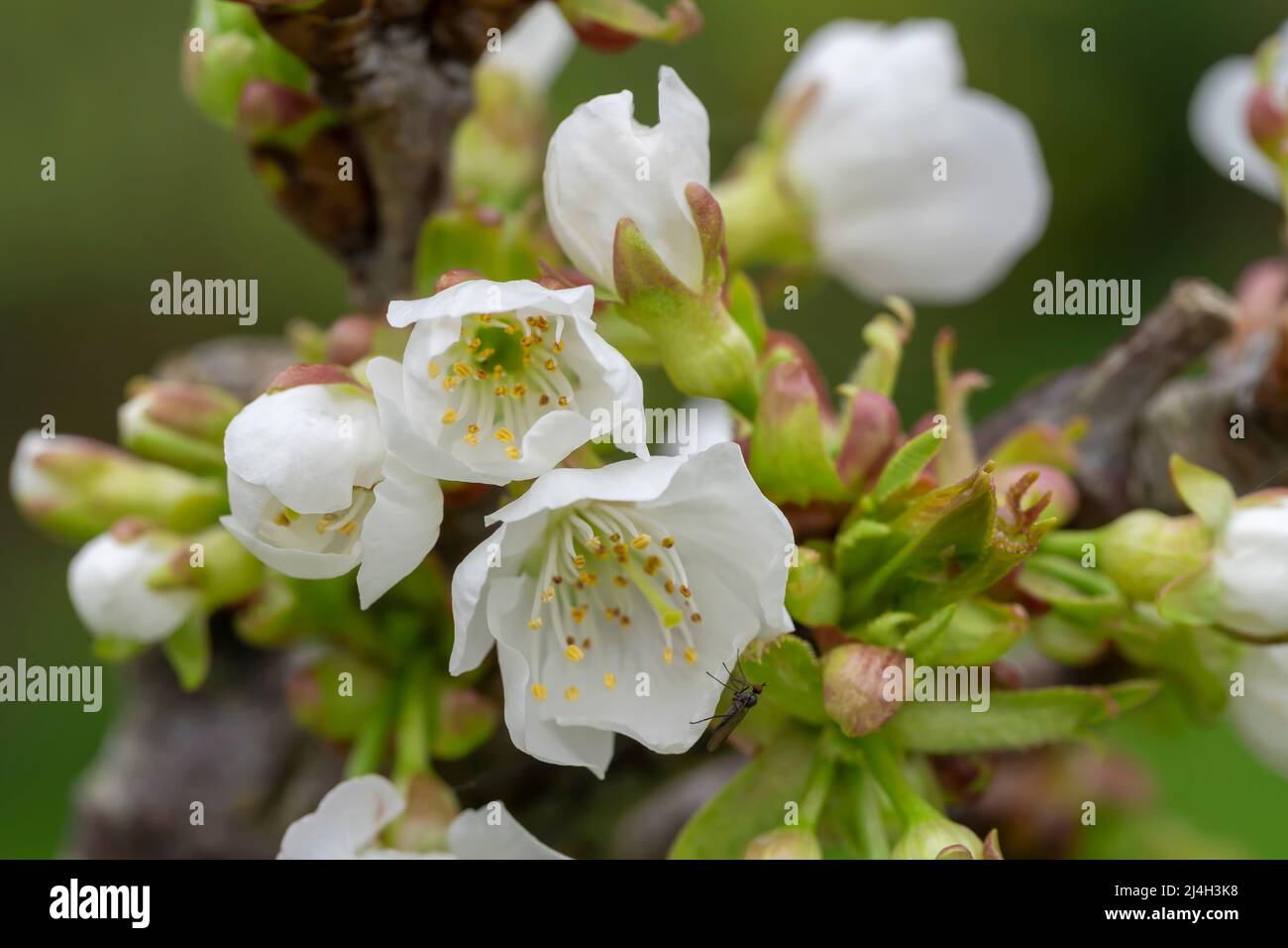 Macro détail des fleurs d'un cerisier au printemps avec un insecte Banque D'Images